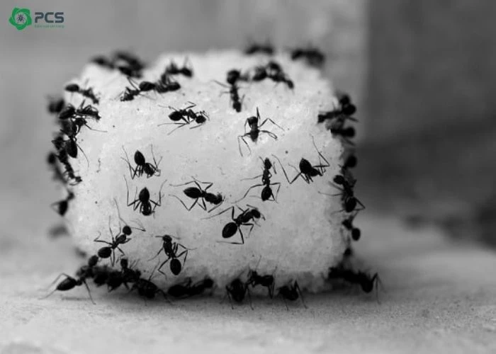 Tổng hợp các loài kiến ở Việt Nam