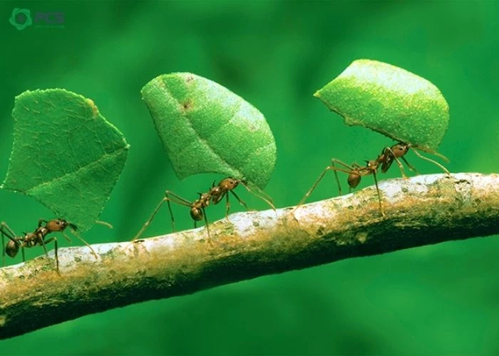 Kiến cắt lá