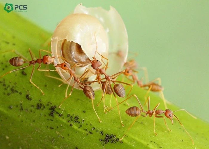 Nguồn thức ăn của các loài kiến ở Việt Nam