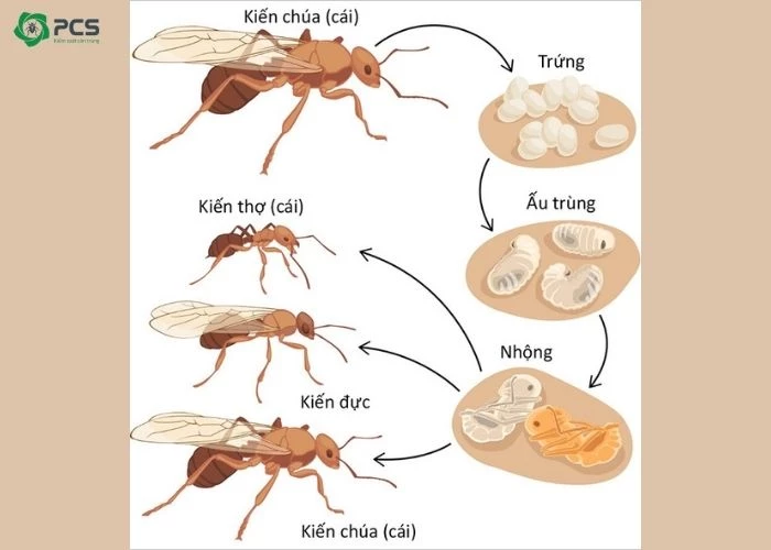 Vòng đời của các loài kiến ở Việt Nam