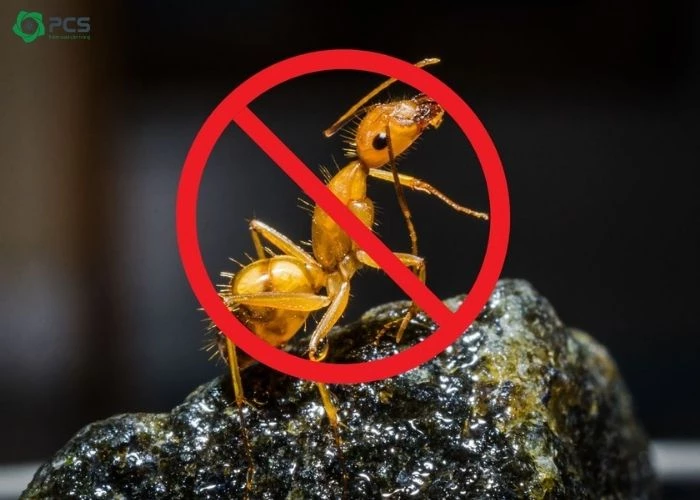Biện pháp phòng ngừa kiến xuất hiện