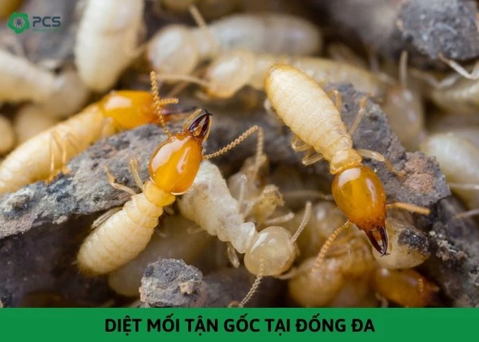 Diệt mối tận gốc tại Đống Đa - Giá tốt nhất Hà Nội