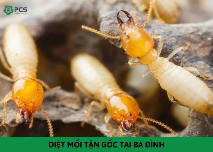 Diệt mối tận gốc tại Ba Đình - Cam kết sạch mối 100%