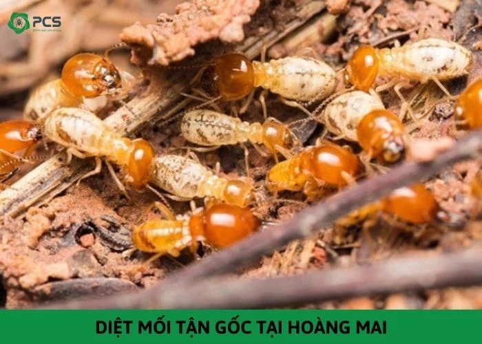 Diệt mối tận gốc tại Hoàng Mai - Báo giá rẻ nhất Hà Nội