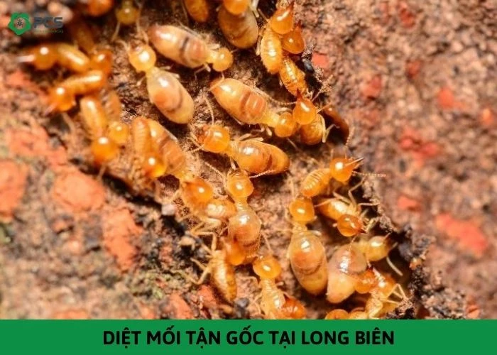 Diệt mối tận gốc tại Long Biên - Cam kết diệt sạch 100%