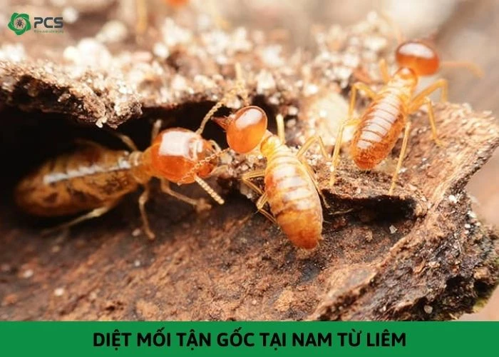 Diệt mối tận gốc tại Nam Từ Liêm - Gọi ngay nhận ưu đãi