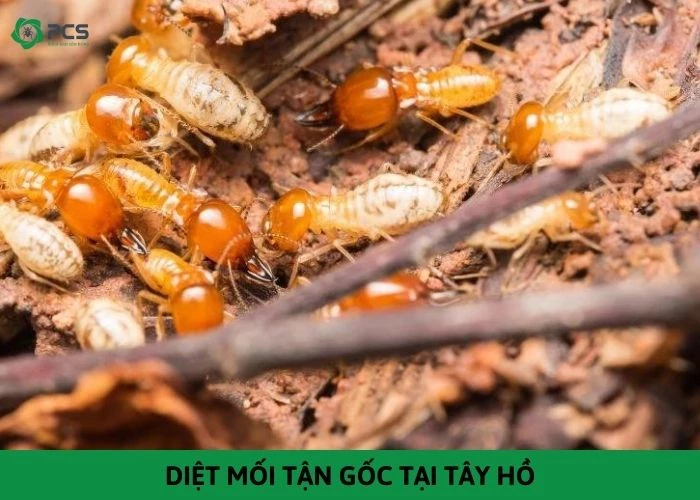 Dịch vụ diệt mối tận gốc tại Tây Hồ - Uy tín, An toàn