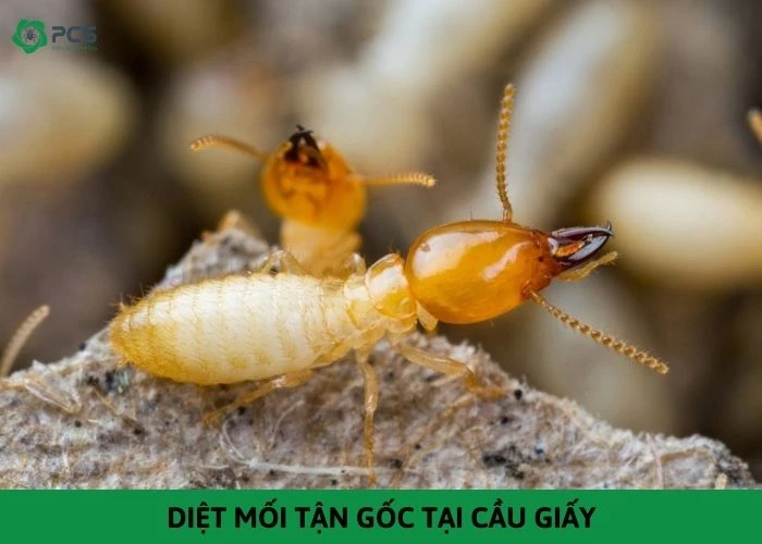 Dịch vụ diệt mối tận gốc tại Cầu Giấy - Cam kết diệt sạch 100%