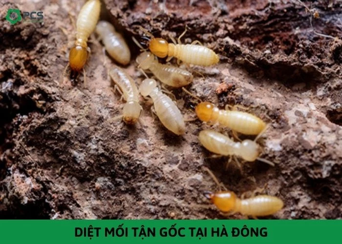 Dịch vụ diệt mối tận gốc tại Hà Đông - Gọi ngay có đó 24h