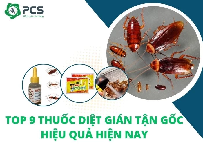 Top 9 thuốc diệt gián tận gốc hiệu quả hiện nay