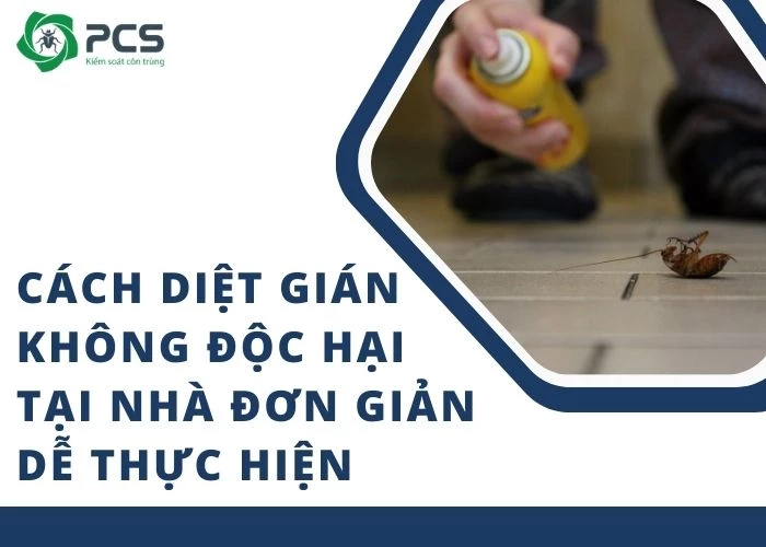 Cách diệt gián không độc hại tại nhà đơn giản dễ thực hiện