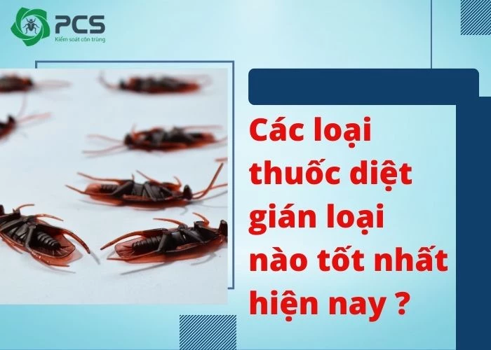 Thuốc diệt gián loại nào tốt và hiệu quả đáng để dùng