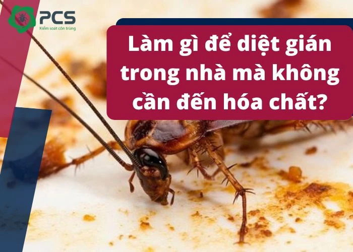 Cách diệt gián trong nhà mà không cần đến hóa chất