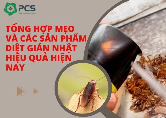 Hướng dẫn diệt gián Nhật an toàn và hiệu quả nhanh