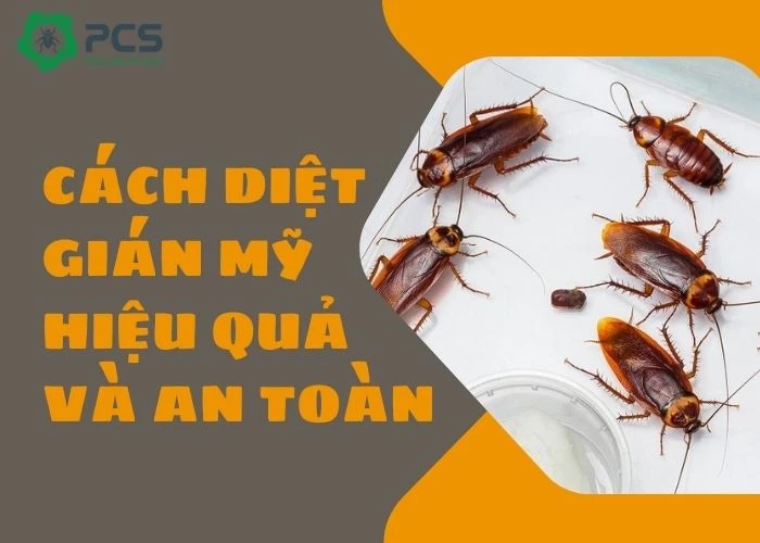 Cách diệt gián Mỹ hiệu quả và an toàn