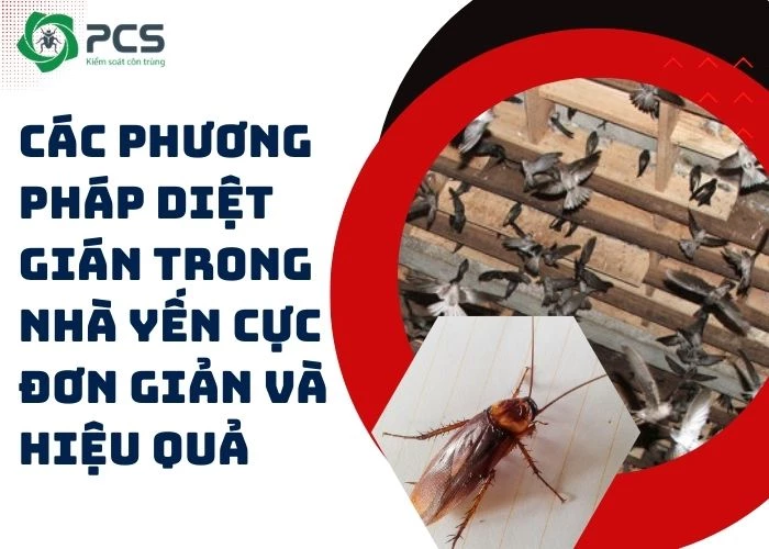 Diệt gián trong nhà yến hiệu quả và an toàn cho yến