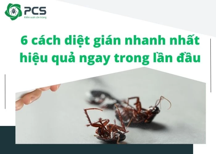 6 Cách diệt gián nhanh nhất bạn nên tham khảo