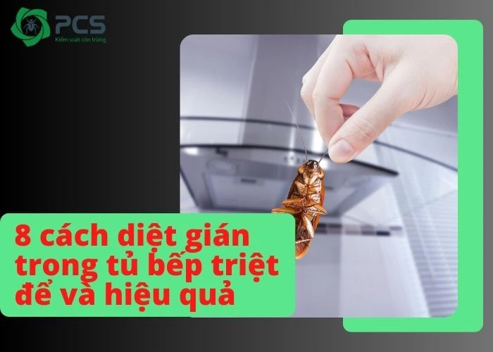 8 Cách diệt gián trong tủ bếp triệt để và an toàn