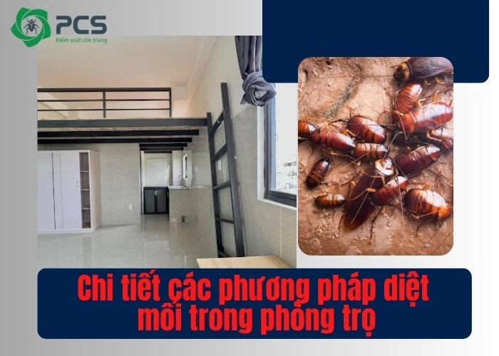 Diệt mối trong phòng trọ đơn giản, tiết kiệm chi phí