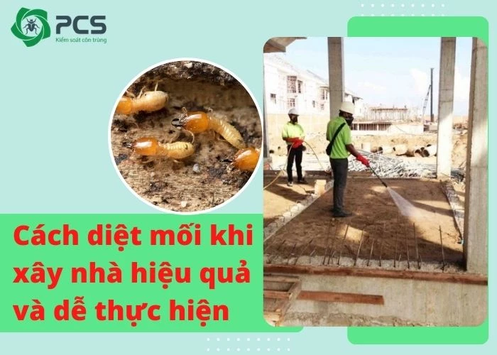 Diệt mối khi xây nhà có quan trọng không?