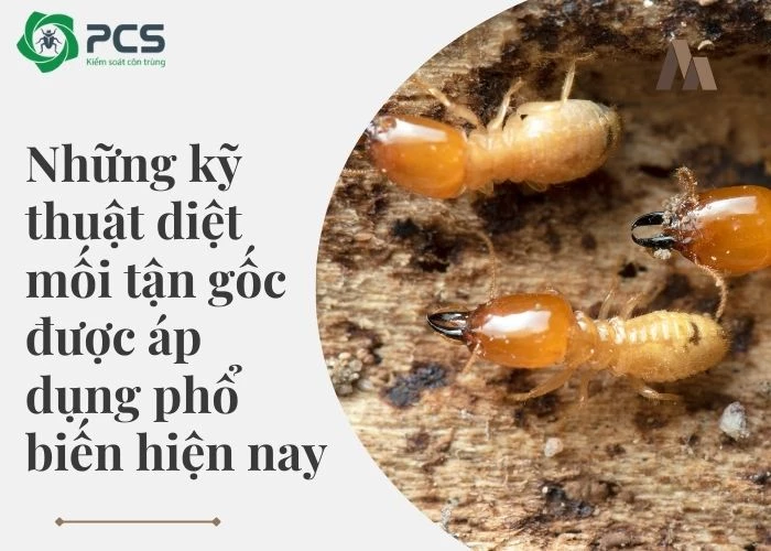 Tìm hiểu các kỹ thuật diệt mối tận gốc được áp dụng phổ biến