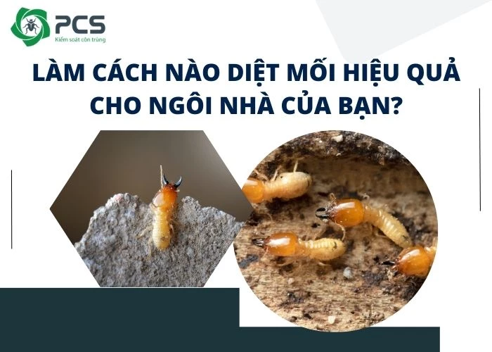 Làm cách nào diệt mối hiệu quả cho ngôi nhà của bạn?