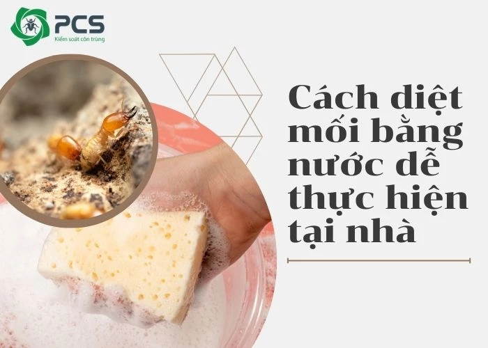 Cách diệt mối bằng nước dễ thực hiện tại nhà