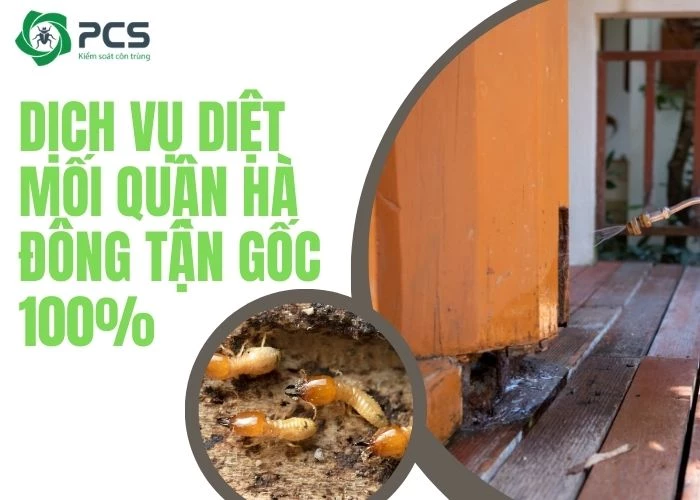 Dịch vụ diệt mối quận Hà Đông triệt để 100%