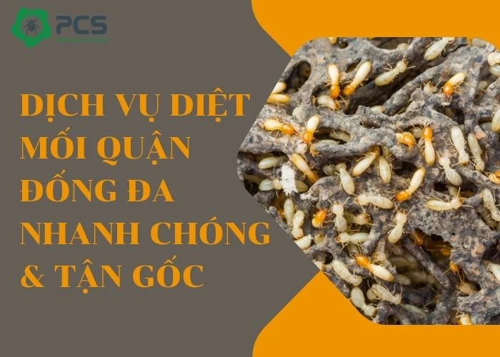 Dịch vụ diệt mối quận Đống Đa triệt để 100%