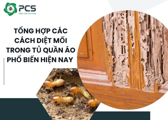 Tổng hợp các cách diệt mối trong tủ quần áo hiệu quả dễ làm