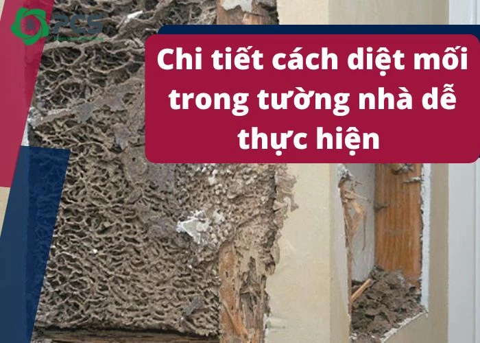 Hướng dẫn diệt mối trong tường nhà đơn giản dễ làm