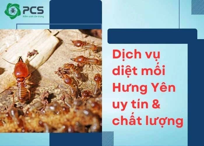 Dịch vụ diệt mối Hưng Yên - Cam kết diệt sạch 100%