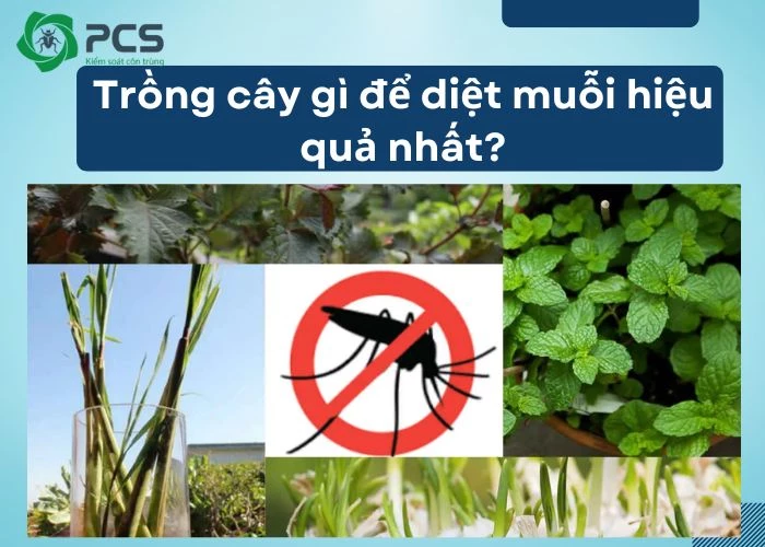 Trồng cây gì để diệt muỗi hiệu quả nhất?