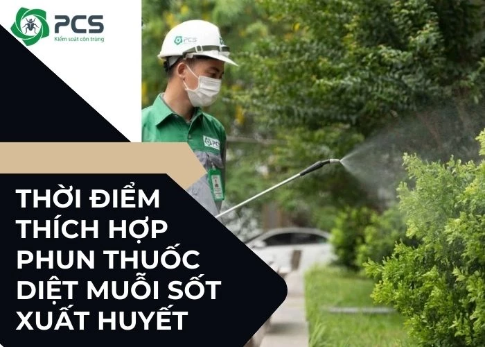 Phun thuốc diệt muỗi sốt xuất huyết khi nào hợp lý