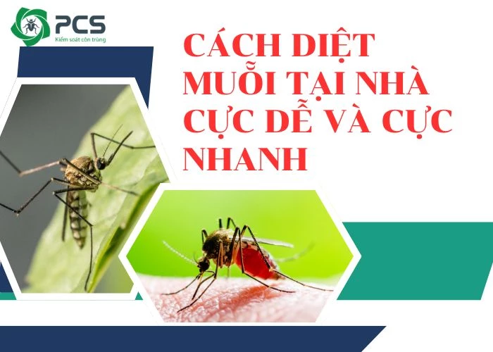 10 Cách diệt muỗi tại nhà cực đơn giản, hiệu quả