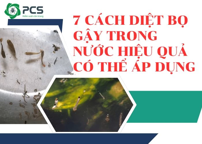 7 Cách diệt bọ gậy trong nước đơn giản nhưng hiệu quả cao