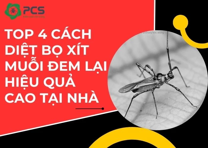 Top 4 cách diệt bọ xít muỗi tại nhà mang lại hiệu quả cao