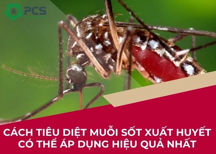 Cách tiêu diệt muỗi sốt xuất huyết triệt để 100%