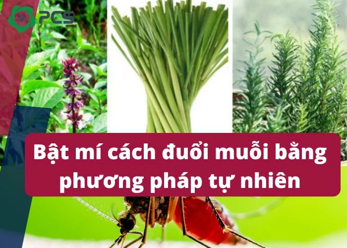 10 Cách đuổi muỗi bằng phương pháp tự nhiên hiệu quả triệt để