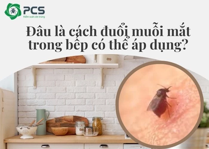 Cách đuổi muỗi mắt trong bếp hiệu quả nhanh