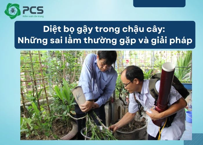 Diệt bọ gậy trong chậu cây: Những sai lầm thường gặp và giải pháp