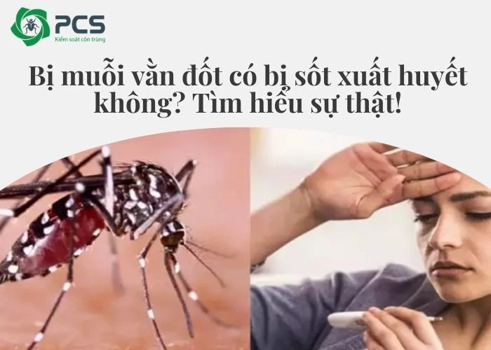 Bị muỗi vằn đốt có bị sốt xuất huyết không?