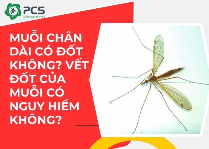 Muỗi chân dài có đốt không? Có nguy hiểm không?