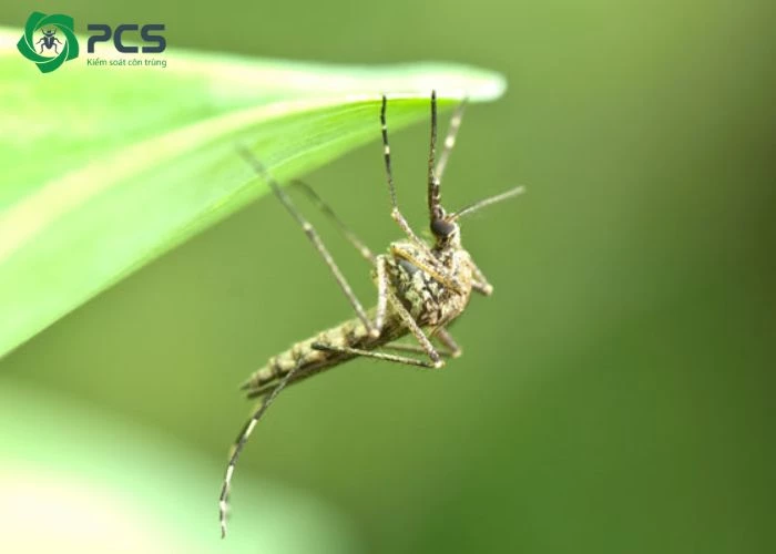 Muỗi màu xanh có độc không?