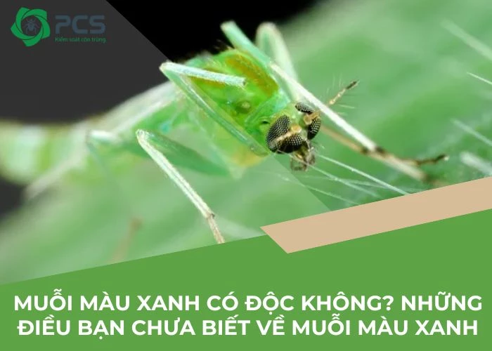 Muỗi màu xanh có độc không?