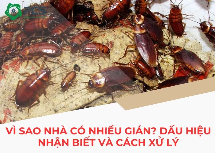 Vì sao nhà có nhiều gián? Dấu hiệu nhận biết và cách xử lý