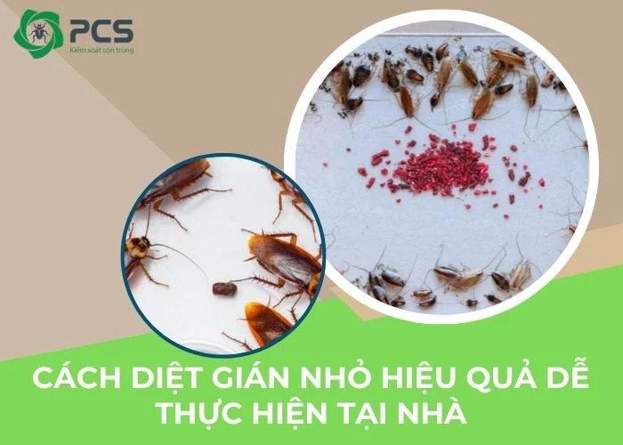 Cách diệt gián nhỏ hiệu quả dễ thực hiện tại nhà