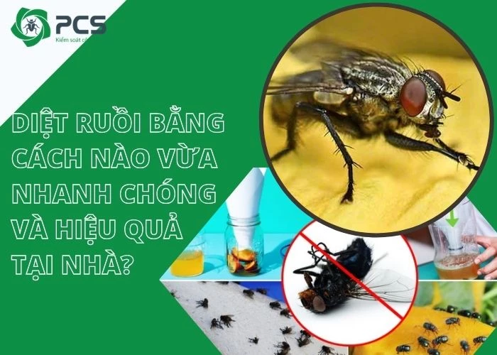 Diệt ruồi bằng cách nào? Tìm hiểu các phương pháp sau