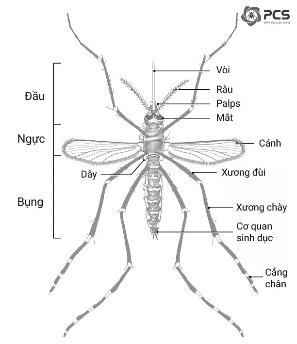Muỗi là gì? Tổng hợp các thông tin về muỗi