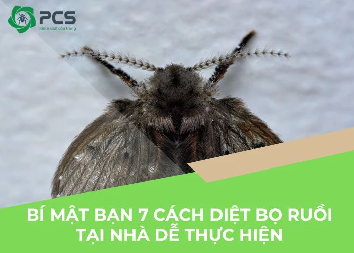 7 Cách diệt bọ ruồi tại nhà nhanh chóng dễ thực hiện